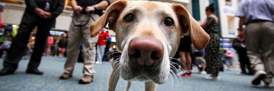 Havalimanında Kedi Köpeklere Özel Çözümler