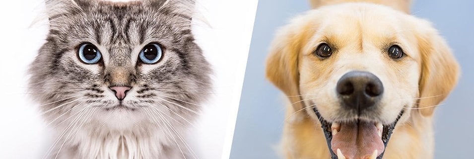 Sanayi Üretim Tesislerinde Kedi – Köpeklere Özel Çözümler