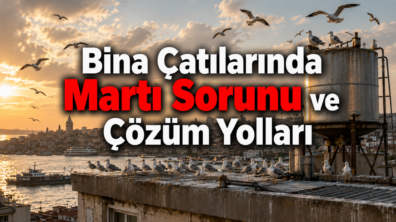 Çatıda Martı Sorunu: Nedenleri ve Çözümleri
