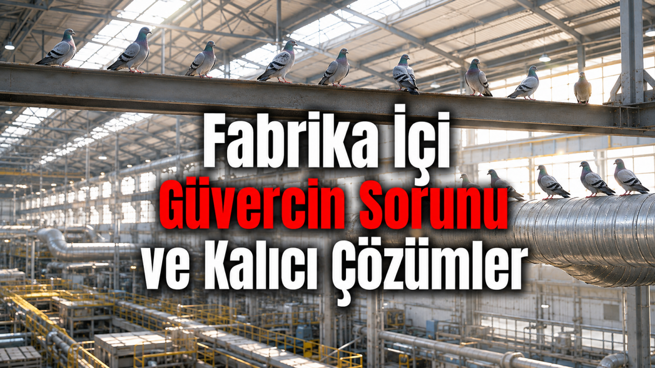 Fabrikada Güvercin Sorunu ve Kalıcı Çözümler
