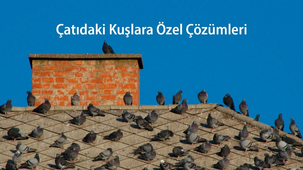 Çatıda Kuşlara Özel Çözümler