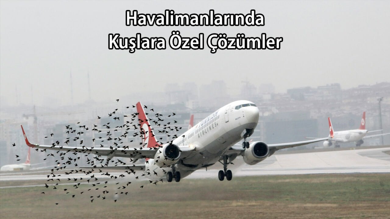 Havalimanında Kuşlara Özel Çözümler