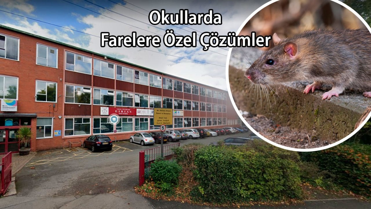 Okulda Fareye Özel Çözümler