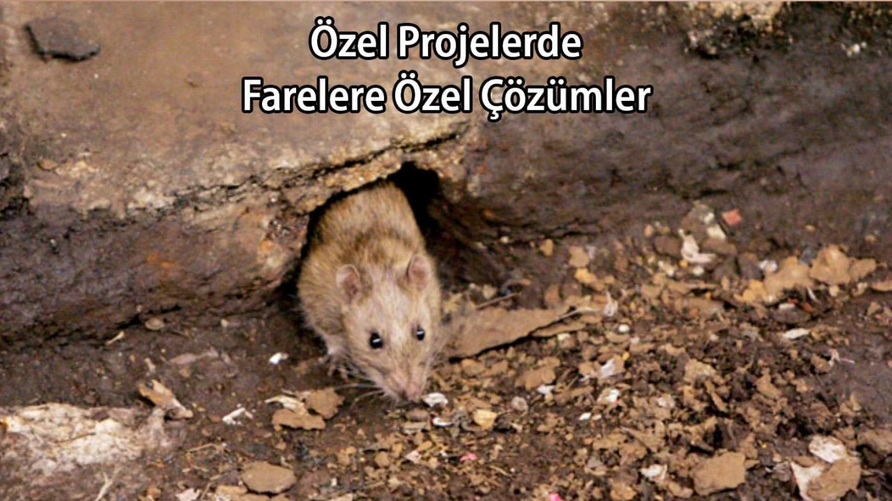 Özel Projelerde Fareye Özel Çözümler