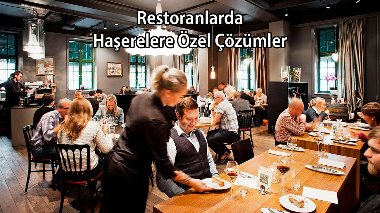 Restoranda Fareye Özel Çözümler