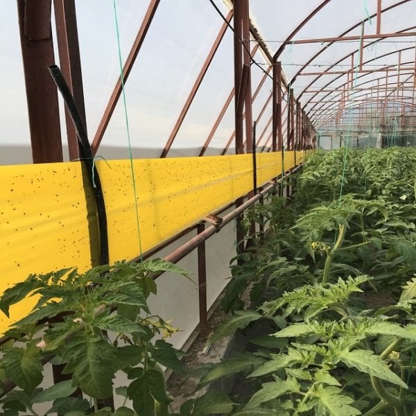 Roll Trap Sarı Rulo Yapışkanlı Si̇nek Tuzağı 30 cm x 100 m