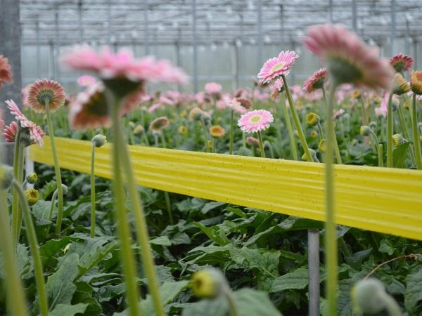 Roll Trap Sarı Rulo Yapışkanlı Si̇nek Tuzağı 15 cm x 100 m