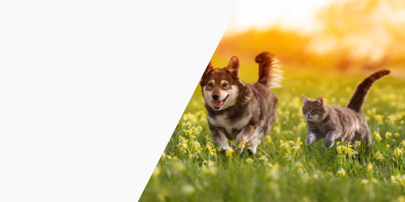 Zarar Vermeden Uzaklaştırın!