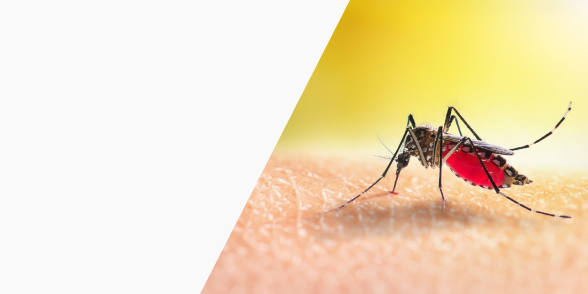 Likit veya Kimyasal İçermez